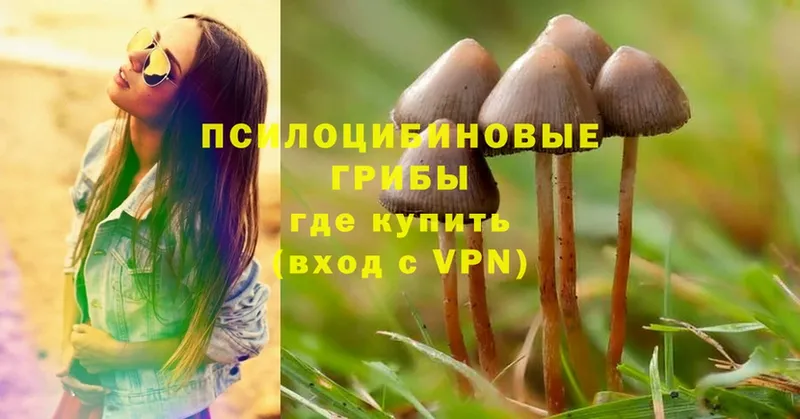 Галлюциногенные грибы Psilocybe Новотроицк